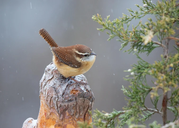 a small brown and white bird sitting on top of a tree nch