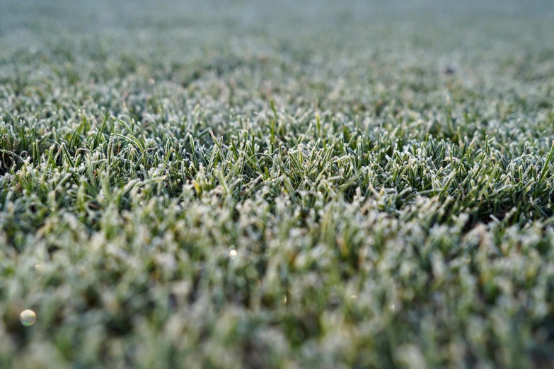 an image of grass that looks green and blue