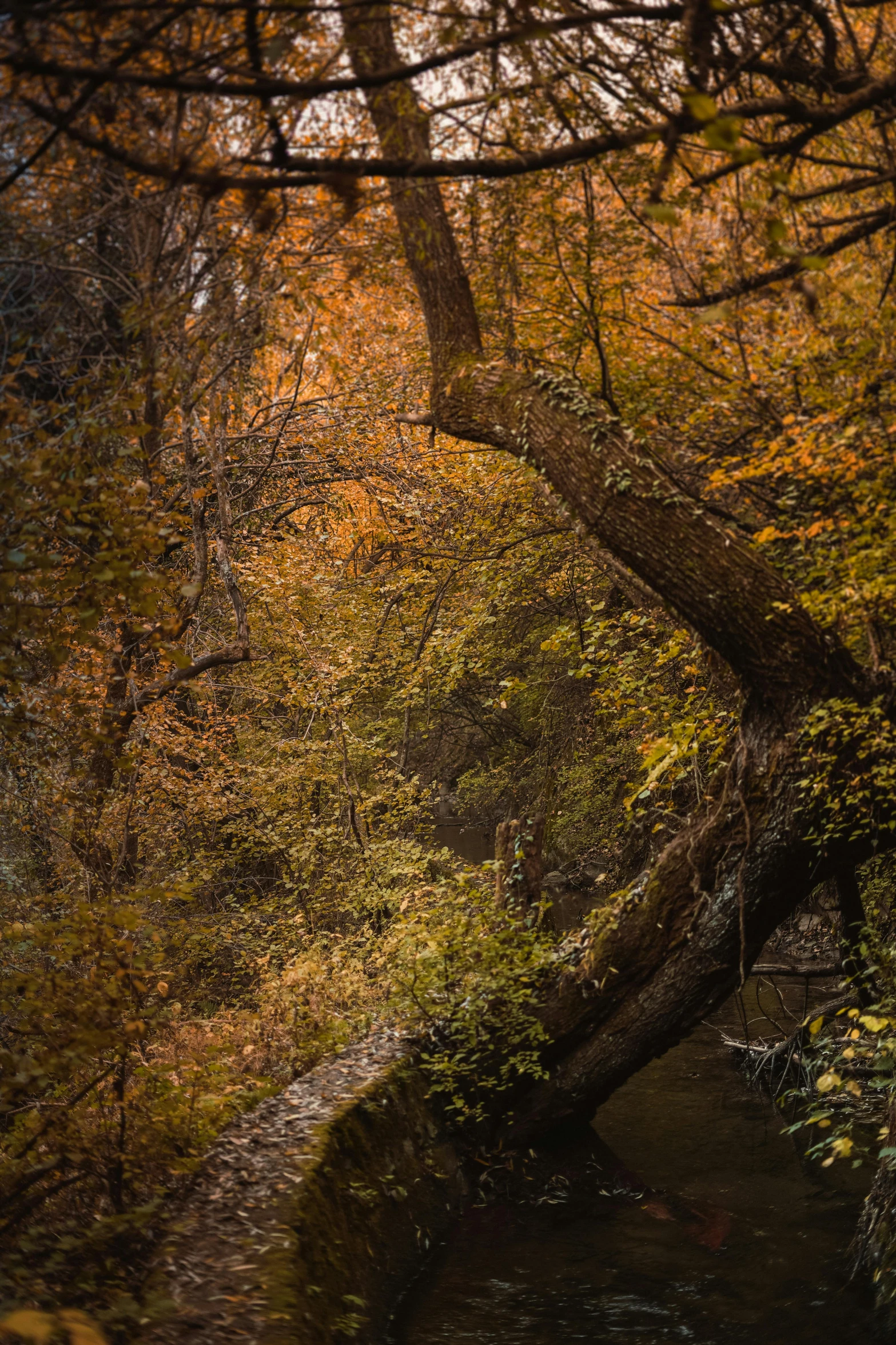 a river is in between some trees with yellow leaves