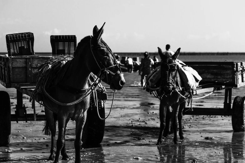 horses pulling wagon full of crates to the ocean