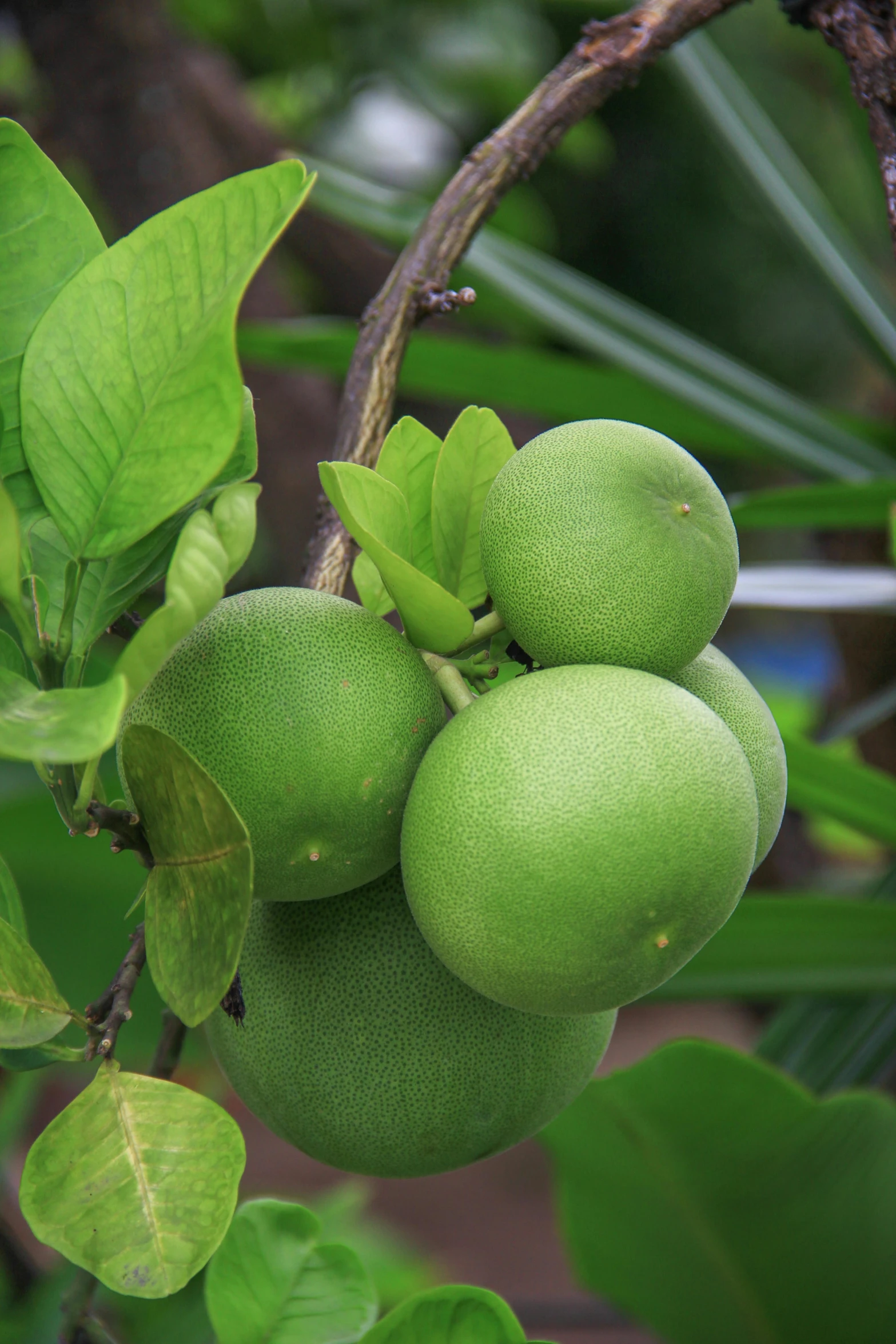 green fruits hanging from the stem of a tree