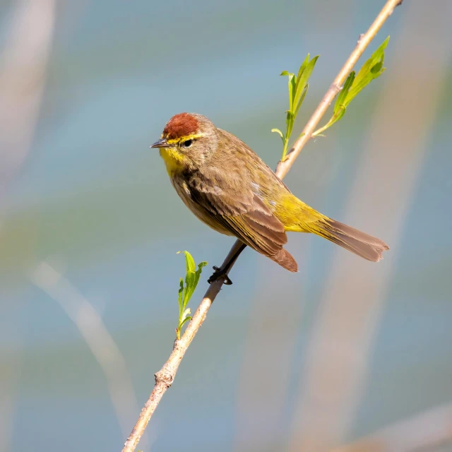 a small yellow and brown bird sitting on top of a nch