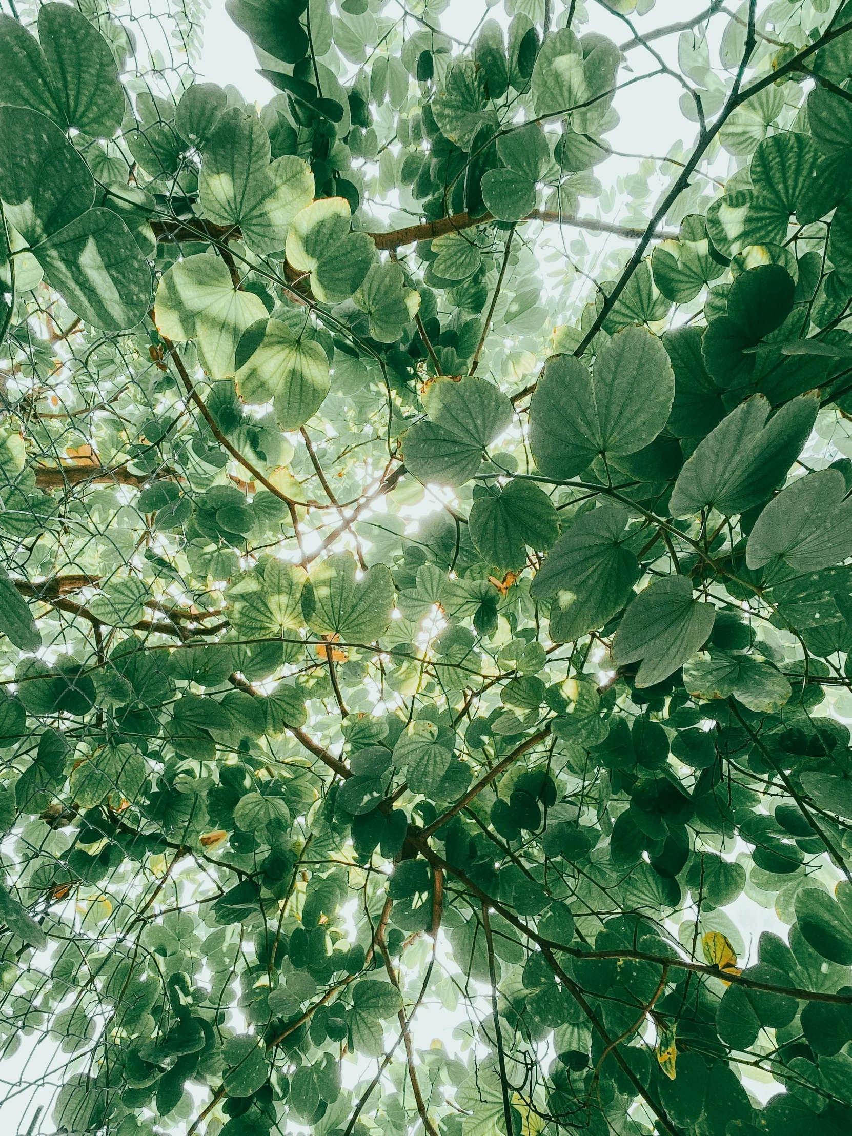 leaves of a tree are seen looking upward