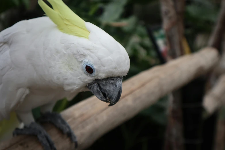 white and yellow parrot with bright red eyes sitting on nch