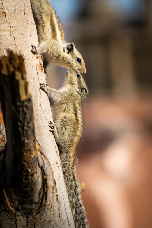 a small animal standing next to a tree