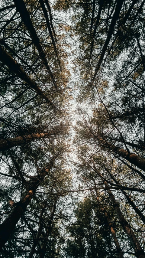 a view up into a forest filled with lots of trees