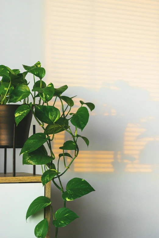 a plant in a pot on a wooden shelf