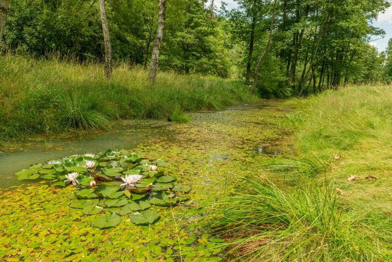 the view from a path in the woods overlooking a water lily pond