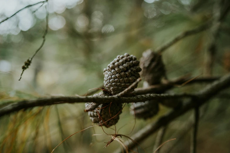 some pine cones on a nch near the forest