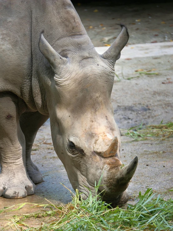 rhino grazing on vegetation in captivity during the day