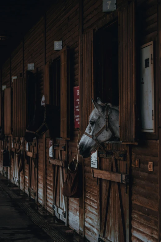 several horses in stalls looking out windows at the night