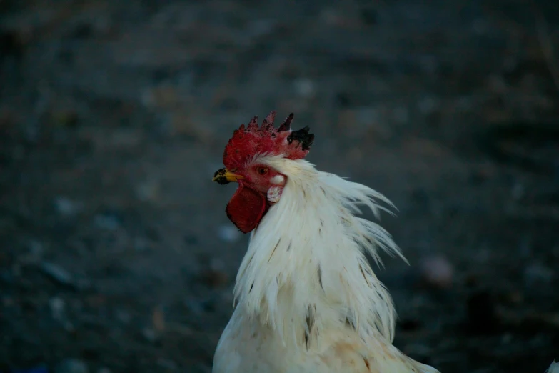 the side view of a white rooster in the evening