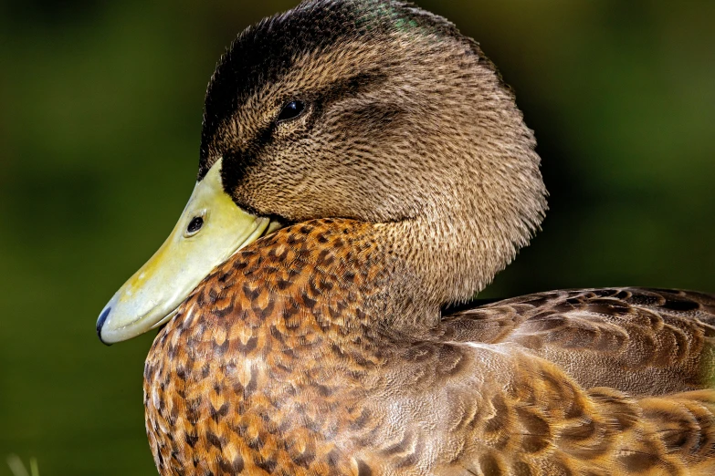 a duck is sitting in the grass with his head turned