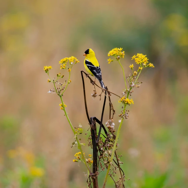 a yellow and black bird sitting on top of a leafy plant