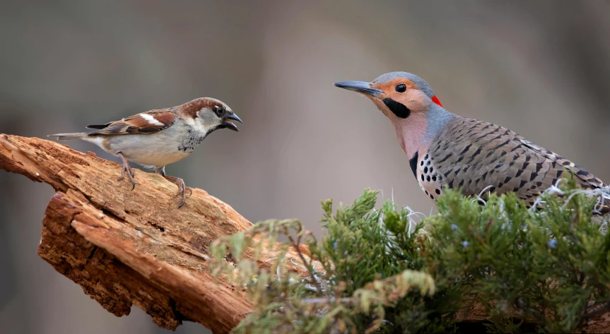 two birds on a tree stump with some vegetation