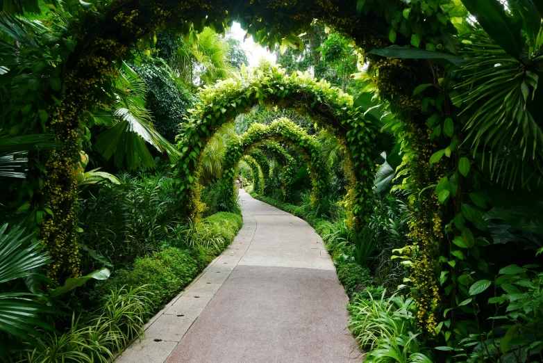 an image of a path in the middle of the jungle