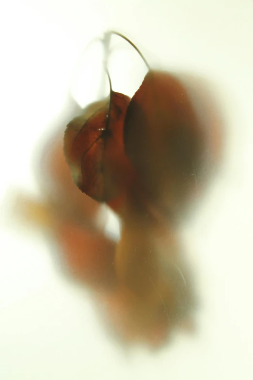 a single flower on a table in front of a window