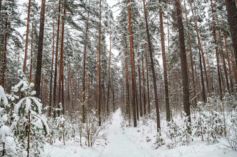 an area with trees and snow covered ground