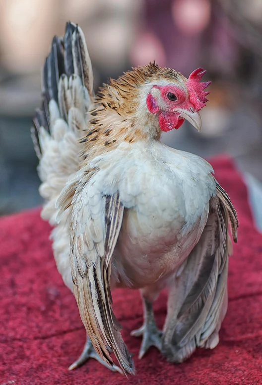 a white bird with a red comb with wings