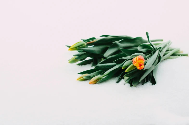 some small tulips laying in the snow and leaves