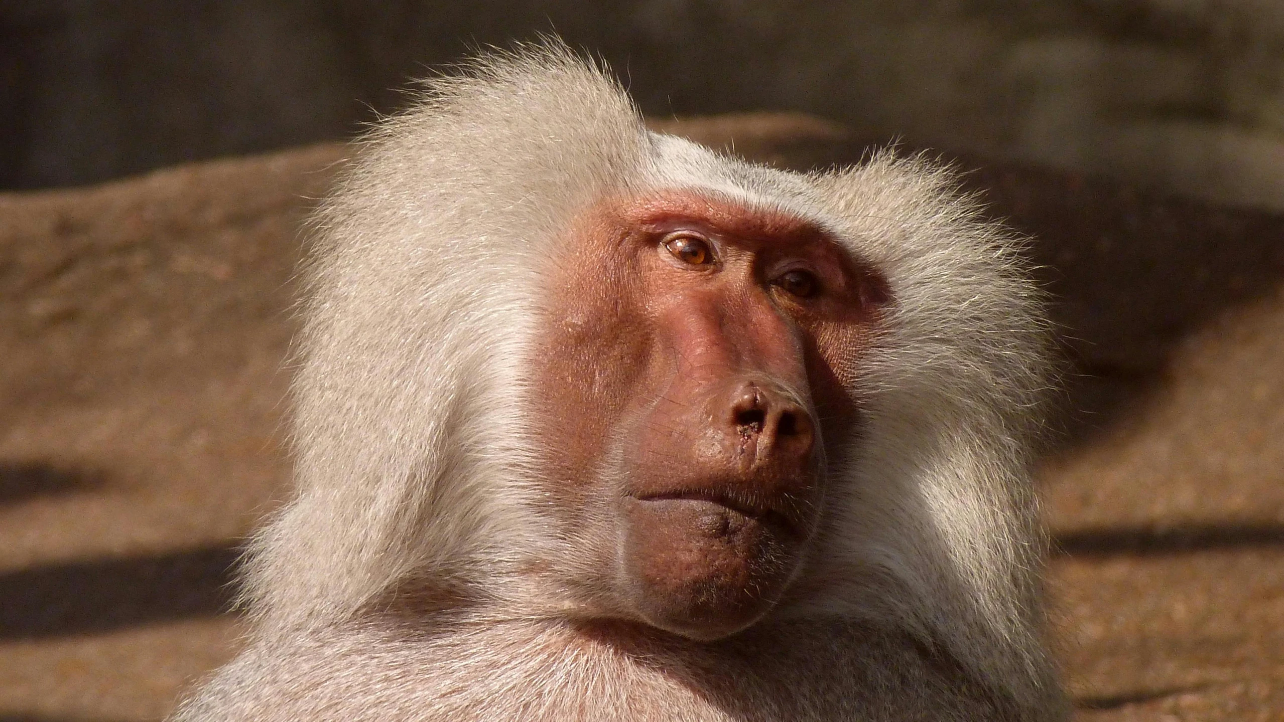 a white bearded monkey with soing in his mouth