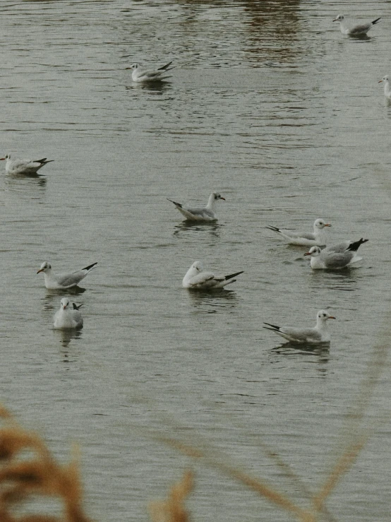 many white birds that are in the water