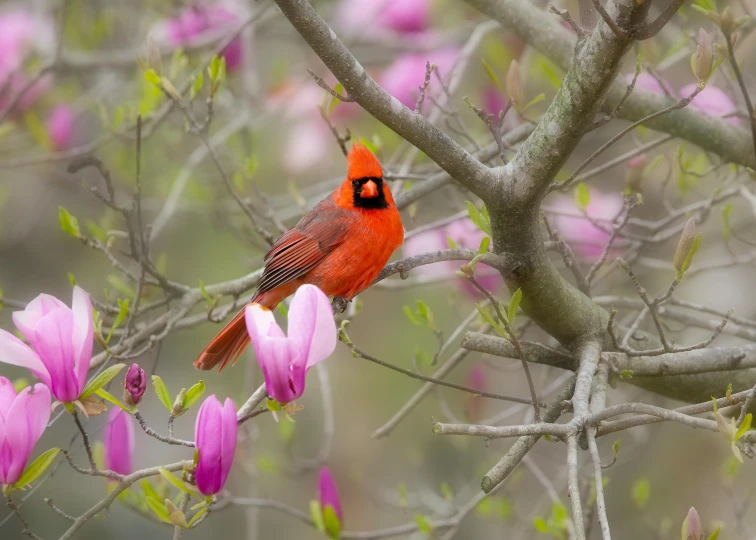 a red bird perched on top of a nch filled with pink flowers