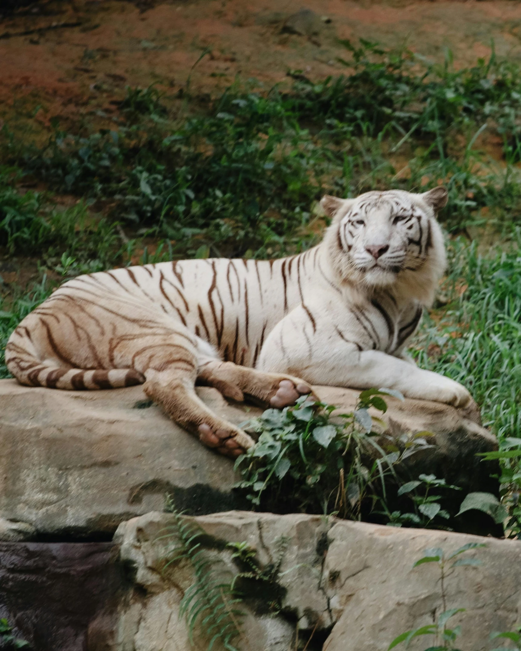 a white tiger lying down on top of a large rock