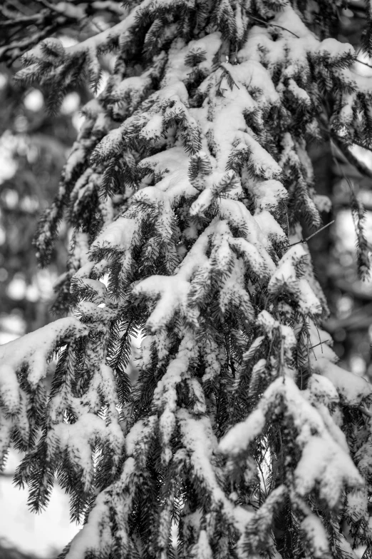 black and white po of pine trees covered in snow