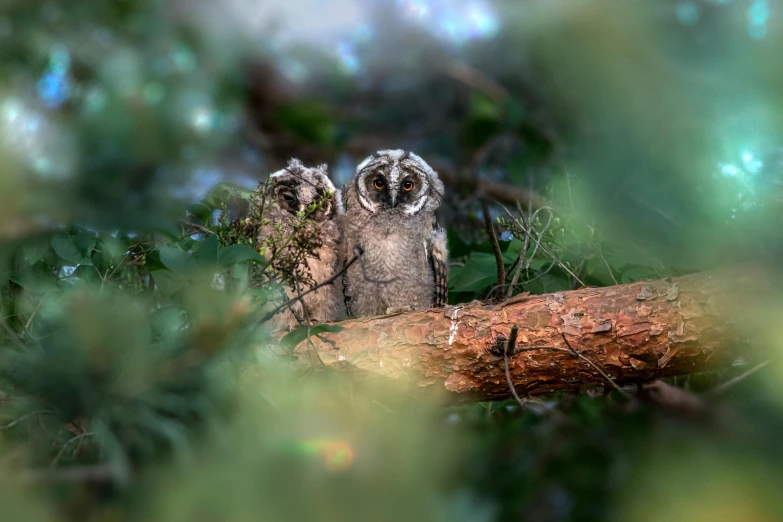 a large owl sits on a nch in a tree