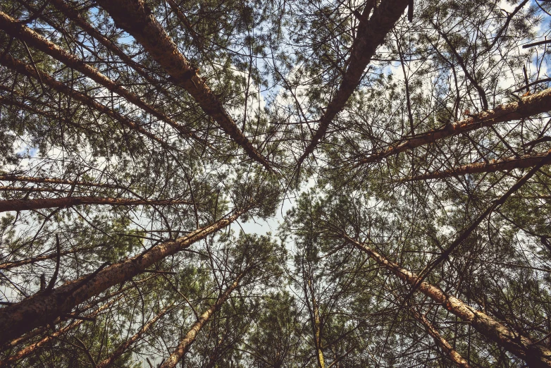 looking up through the canopy of a large tree