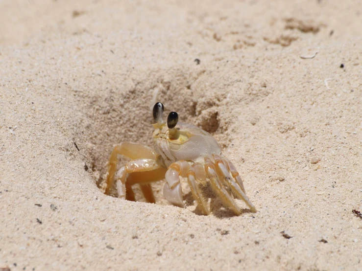 a crab and her egg in the sand