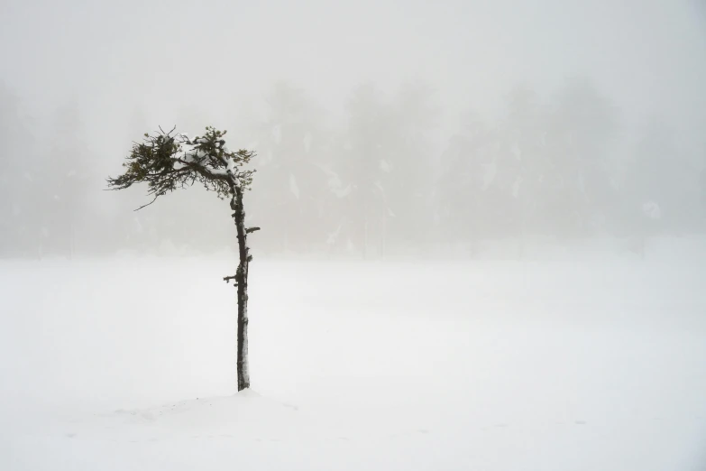 a lone tree stands alone in a large open snow covered field