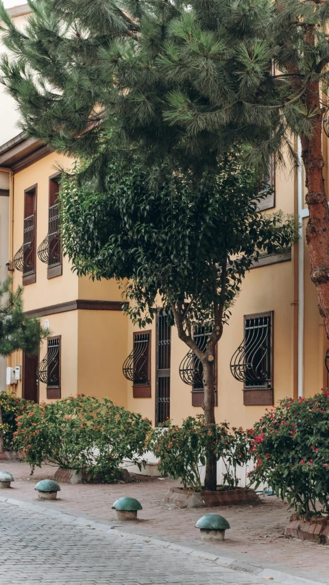 a large tree stands in front of a yellow building