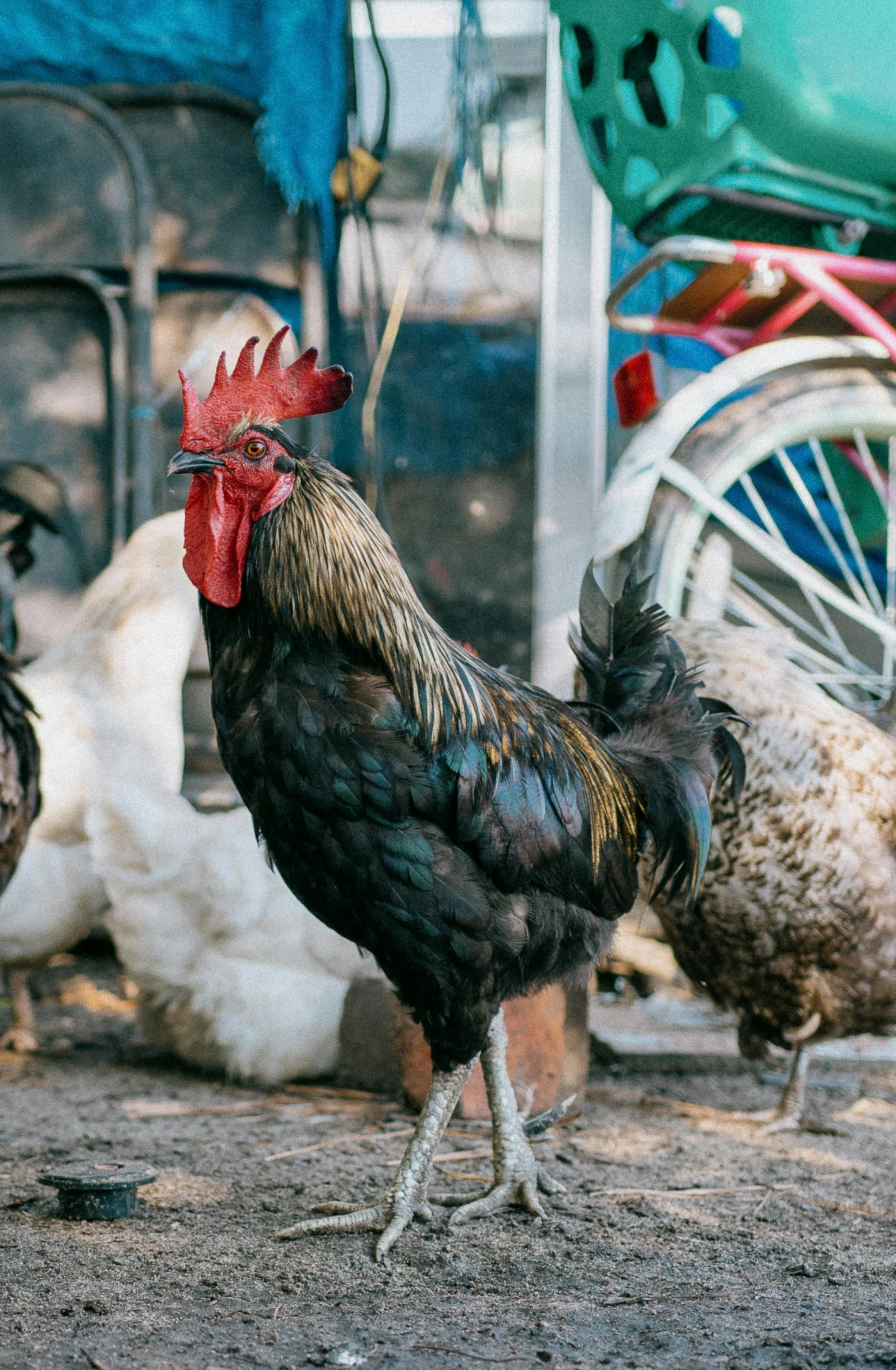 there are some chickens and roosters by some carts