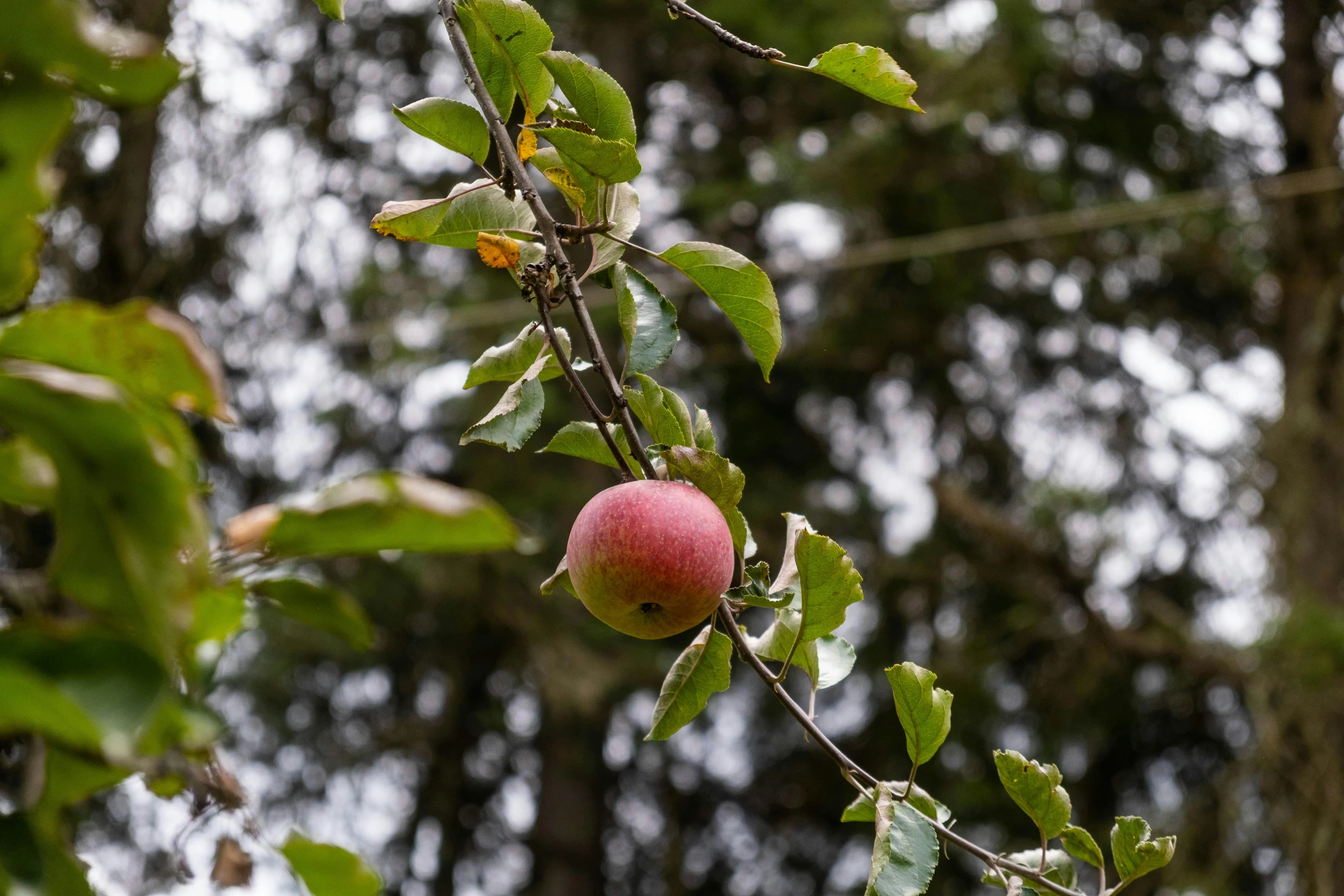 an apple hangs on a nch in a tree