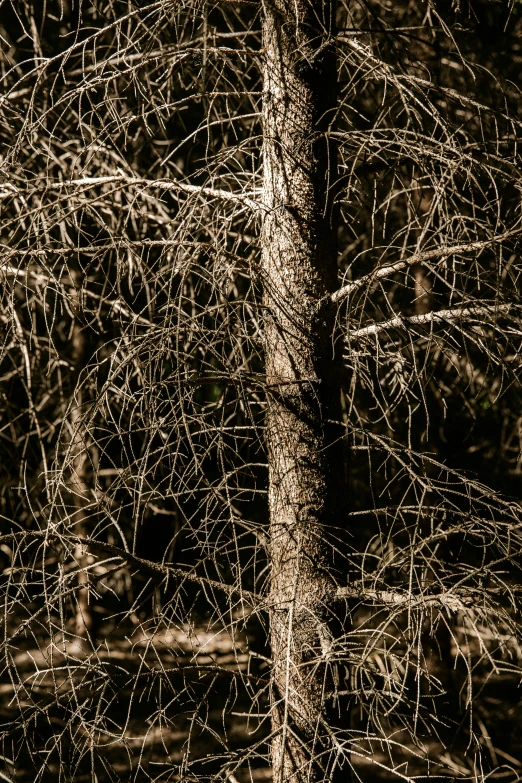 a tall tree that is standing in the forest