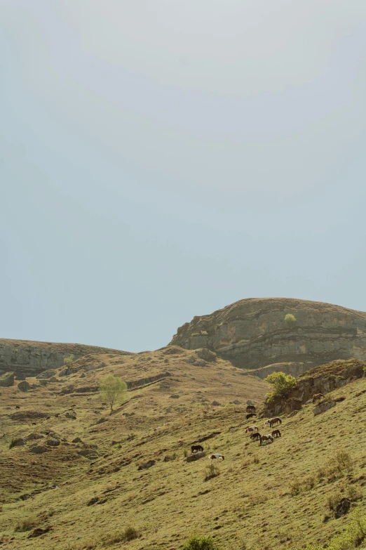 two ze are standing in the grass at the top of a hill