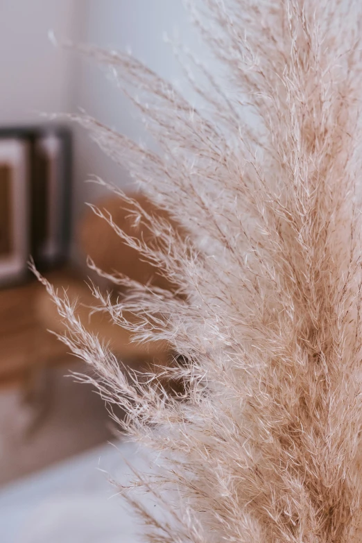 the long haired grass is in front of a camera