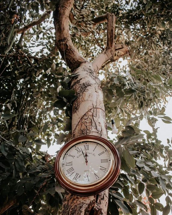 there is a clock that is hanging from a tree