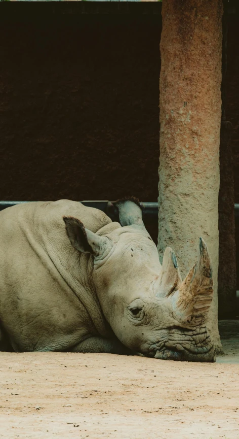 a white rhino laying down underneath a tree in front of a wall