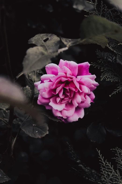 a pink flower sitting among a dark green bush