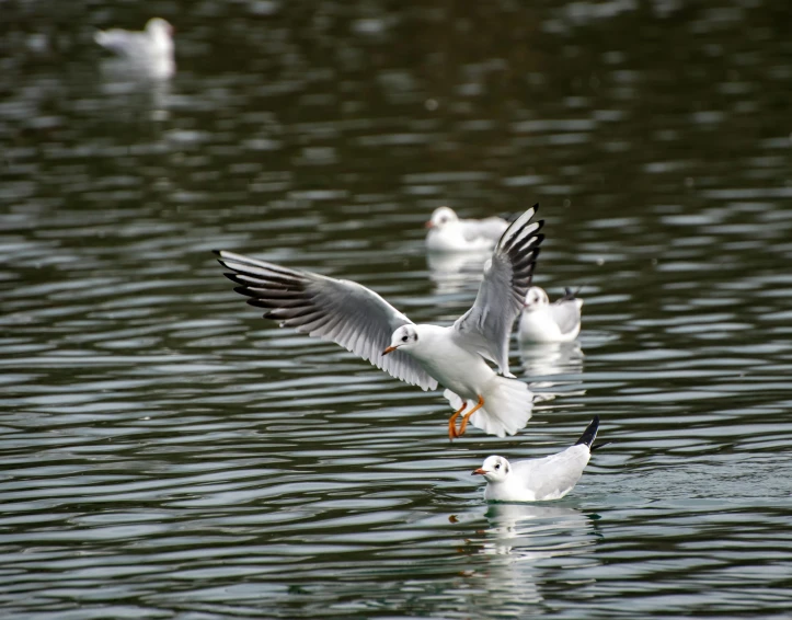 a group of seagulls are sitting in the water