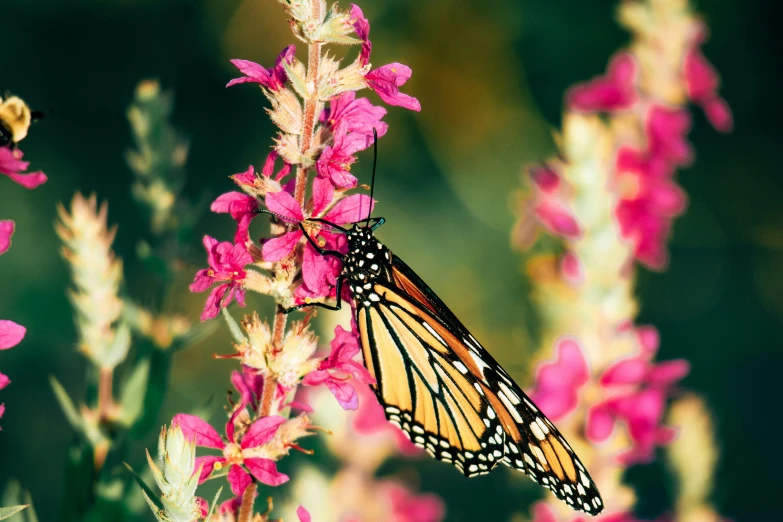 a erfly sitting on top of a flower