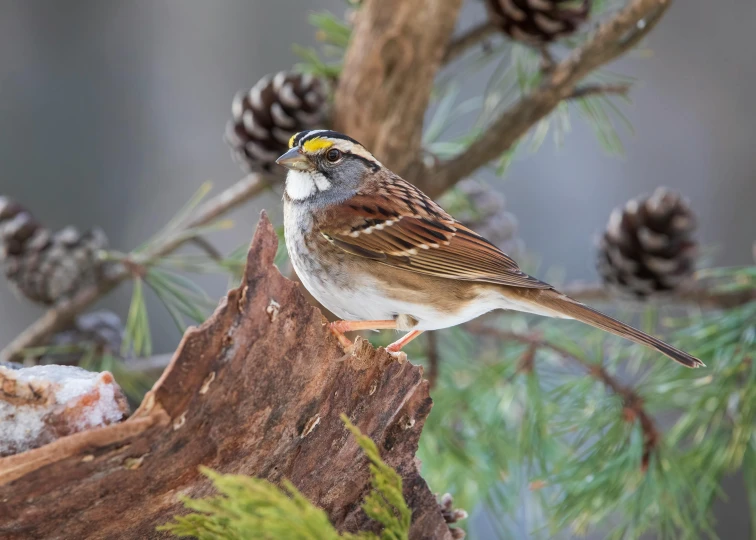 a bird standing on top of a tree nch