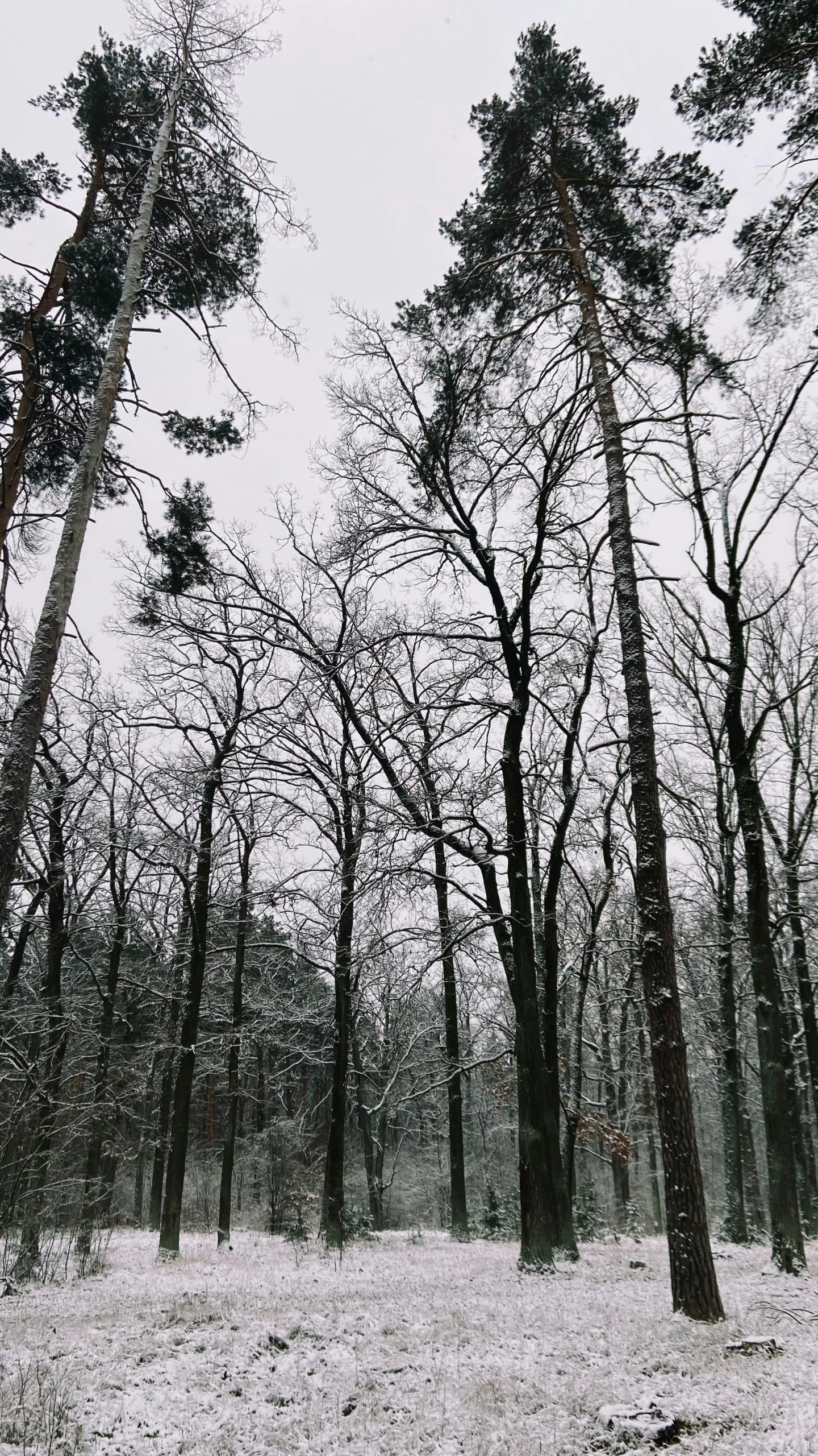 a black and white po of snow falling in a forest