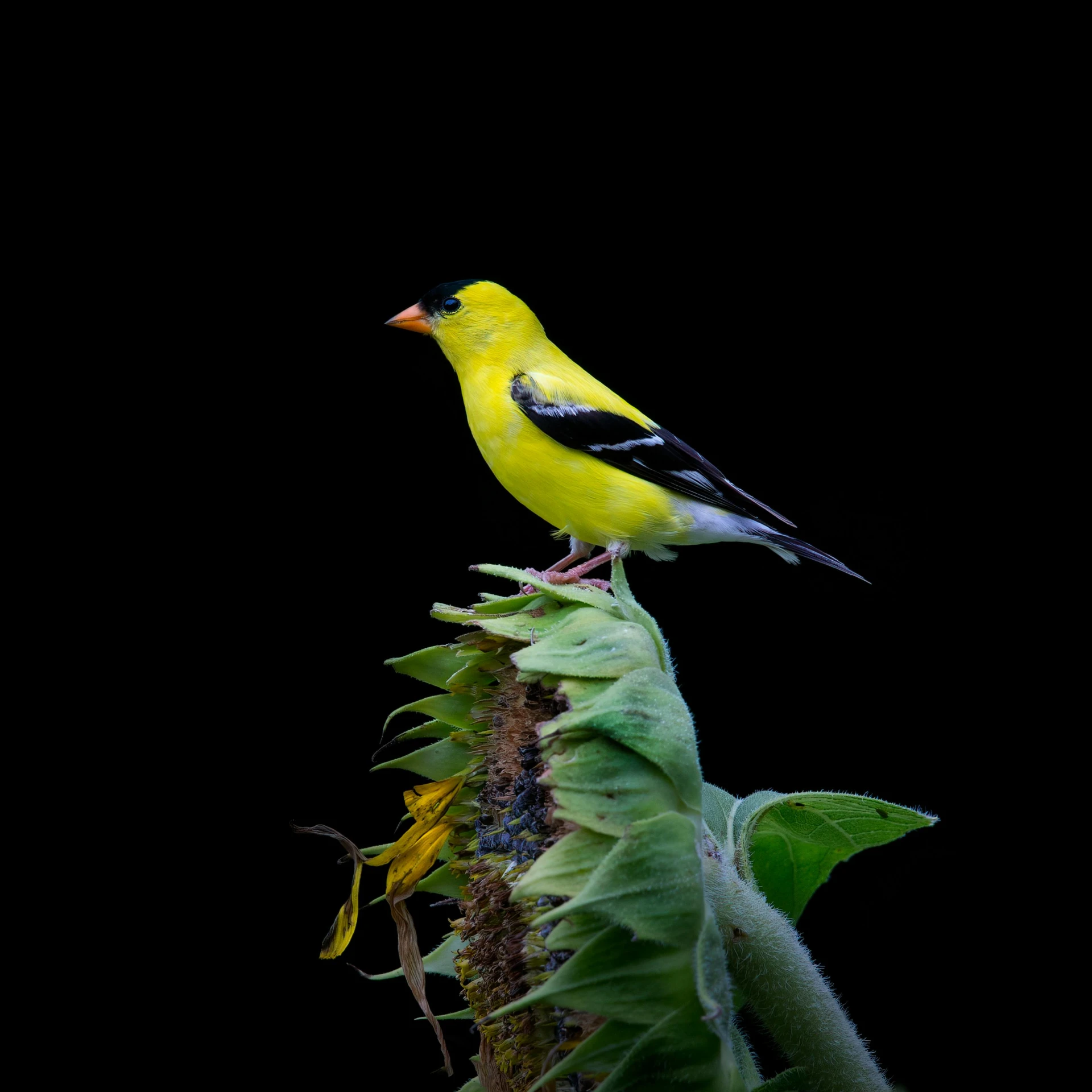 a yellow bird perched on top of a green plant