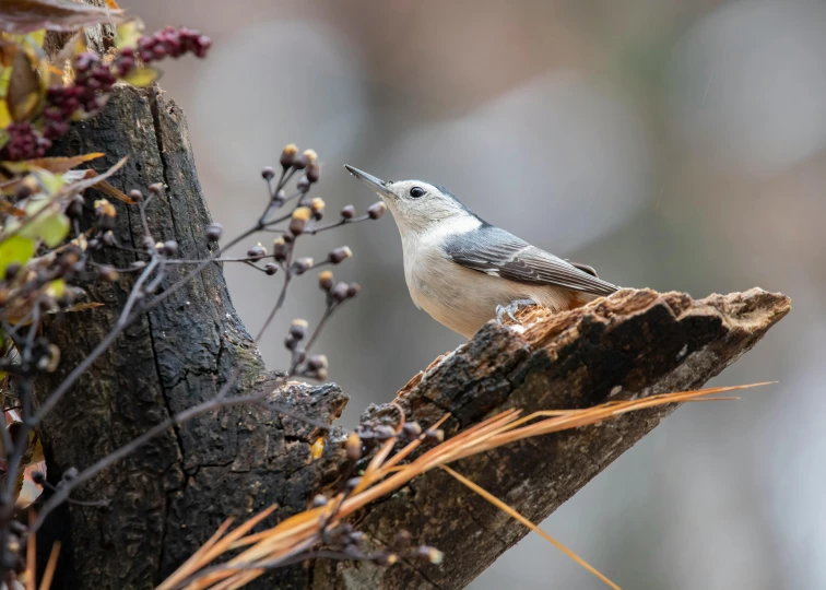 small bird perched on the side of a tree nch