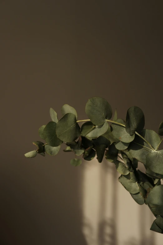 a plant with green leaves in a black and white picture