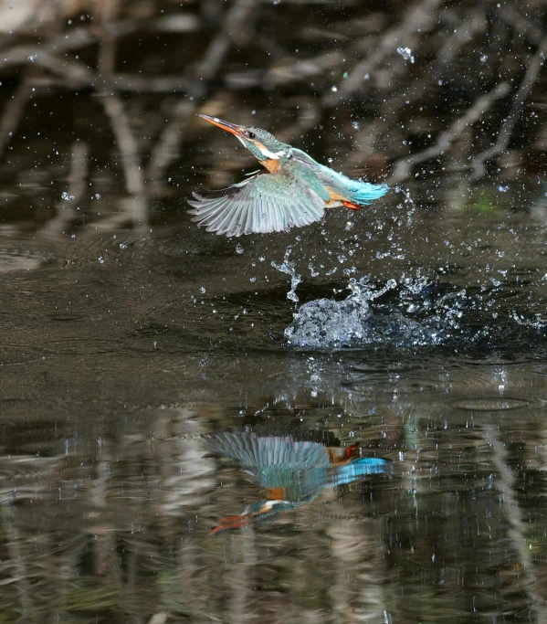 a large bird landing on top of water near a forest